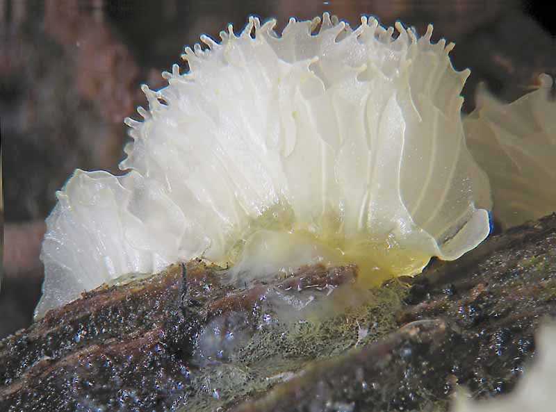 Ceratiomyxa